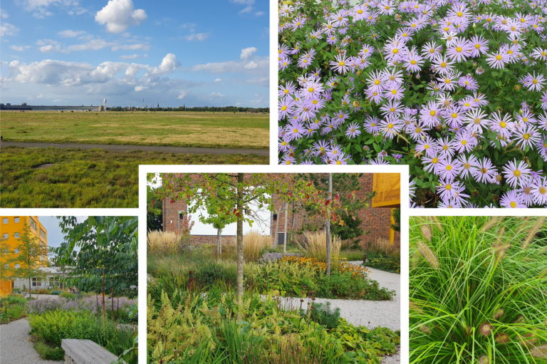 Read more about the article Acht Kiezspaziergänge “Stadtnatur für Alle” in 2026