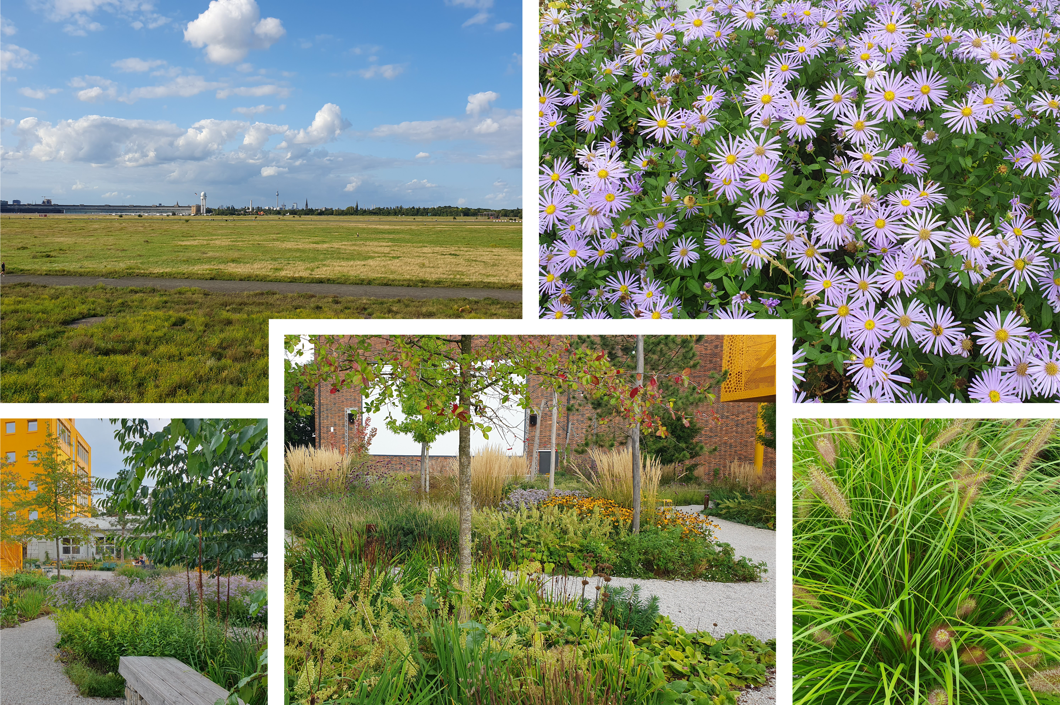 You are currently viewing Acht Kiezspaziergänge “Stadtnatur für Alle” in 2026